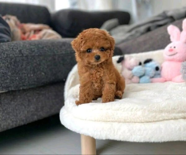 Puppy Name : Penny