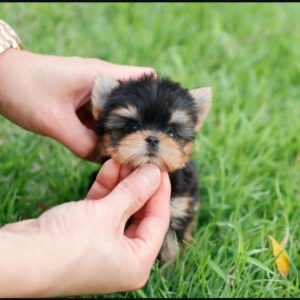 Puppy Name : Keke