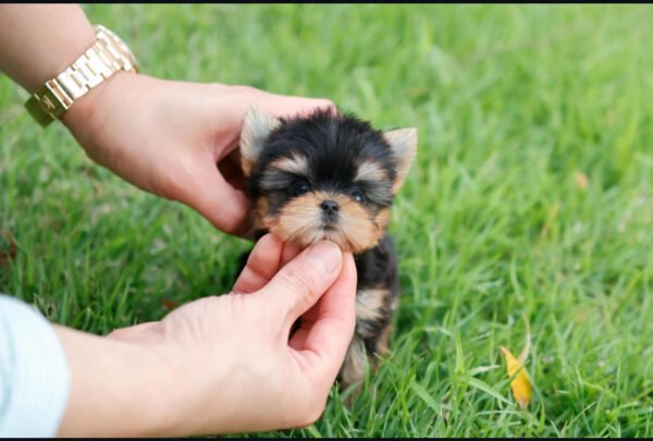 Puppy Name : Keke